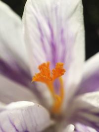 Close-up of crocus blooming outdoors
