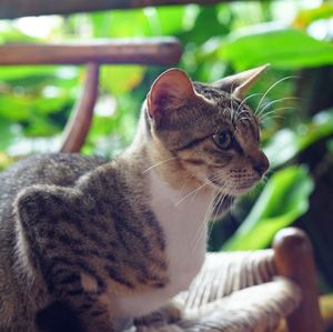 Close-up of a cat looking away