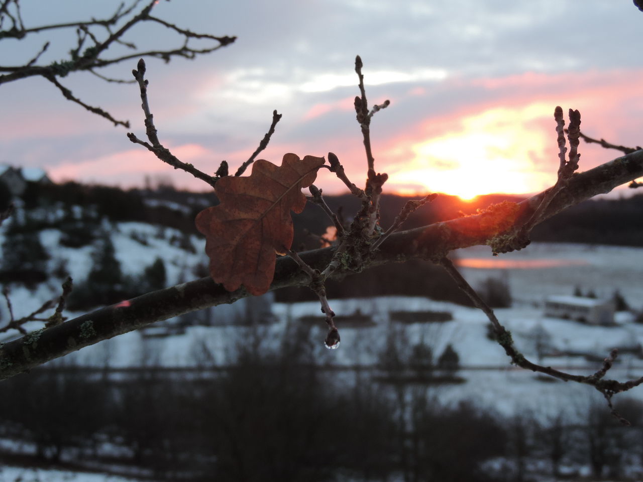 CLOSE-UP OF SNOW ON BRANCH AGAINST SUNSET SKY