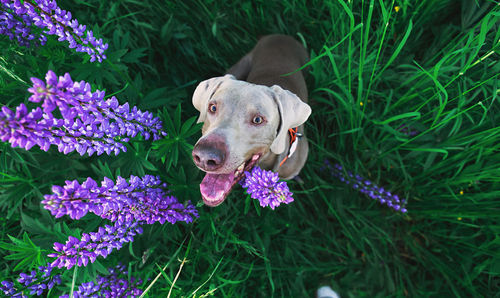 High angle view of a dog