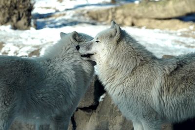 Close-up of wolves on field during winter