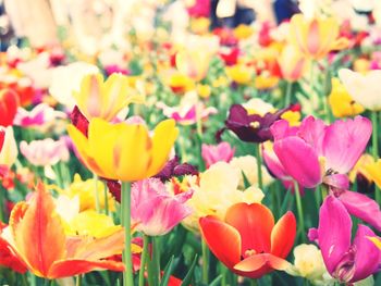 Close-up of flowers blooming outdoors