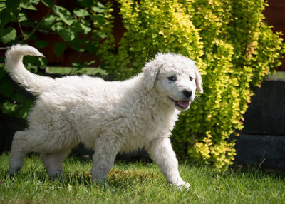 Close-up of dog on tree