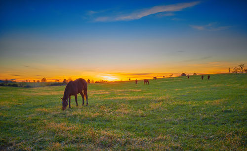 Thoroughbred horses grazing with the setting sun.