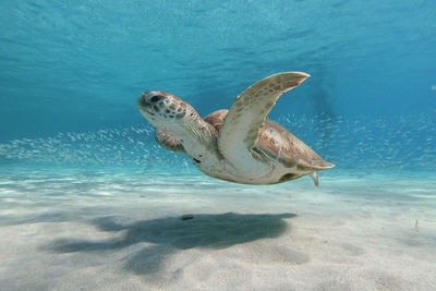 Fish swimming in sea