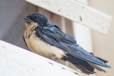 Close-up of sparrow perching outdoors