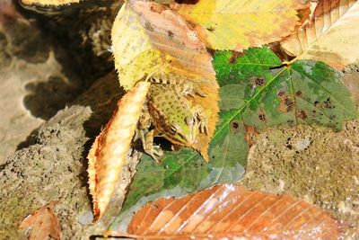 Close-up of insect on leaf