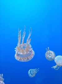 Close-up of jellyfish in water