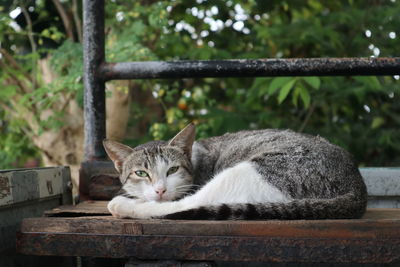 Portrait of cat sitting on wood