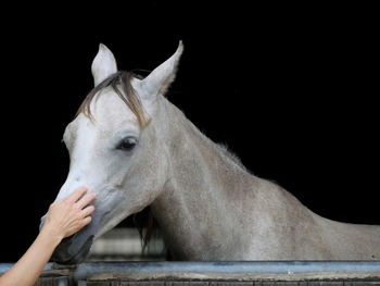 Cropped image of hand stroking horse