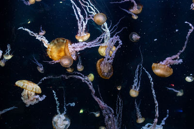 Close-up of fish swimming in sea