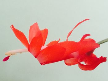 Close-up of red flowers over white background
