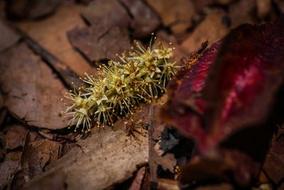 Close-up of dried plant