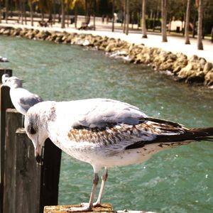 Bird in water