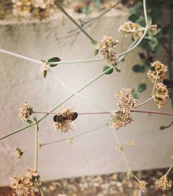 Close-up of bee on flower