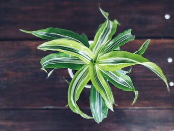 High angle view of green plant on table