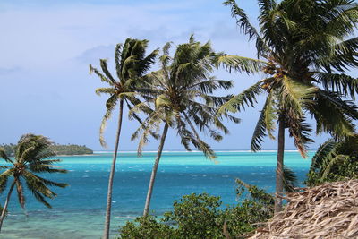 Palm trees by sea against sky