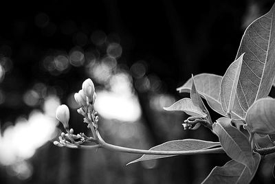 Close-up of flowers against blurred background