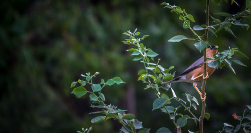 Close-up of bird perching on tree