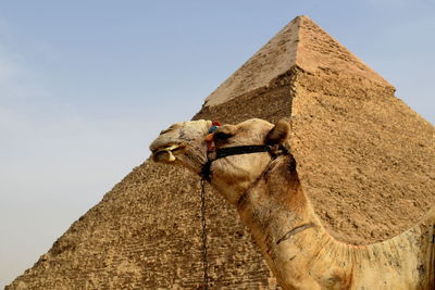 Low angle view of camel against pyramid