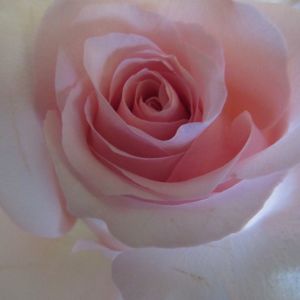 Close-up of rose
