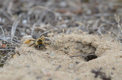 Close-up of insect on sand