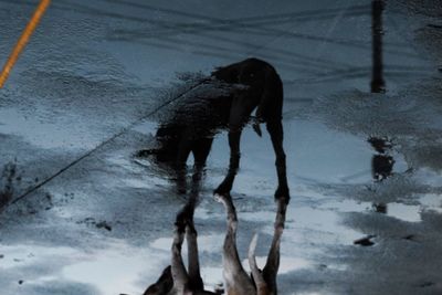 Reflection of horse in puddle during winter