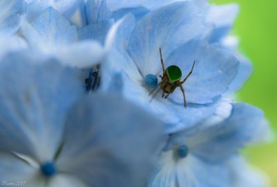 Close-up of insect on flower