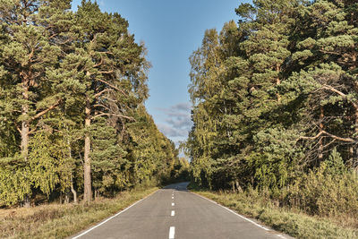 Empty road along trees and plants