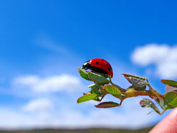 Low angle view of insect perching on blue