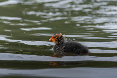 View of a bird swimming in lake