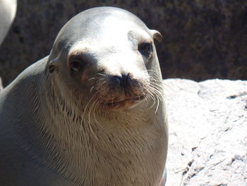 Portrait of cute sea lion on rock