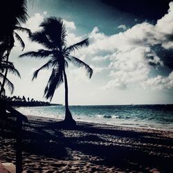 palm tree