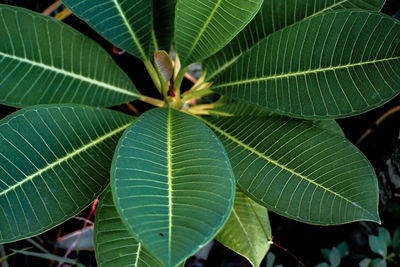 Close-up of green leaves on plant