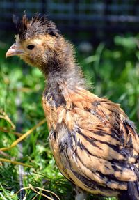 Close-up of a young chicken