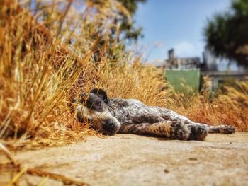 Lion lying on a field