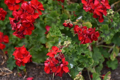 Close-up of red flowers