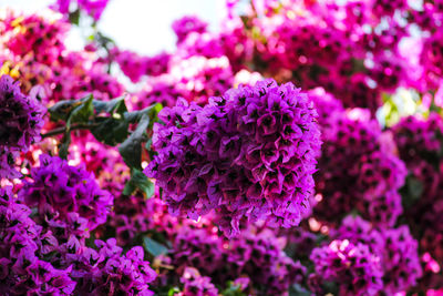 Close-up of pink flowering plant