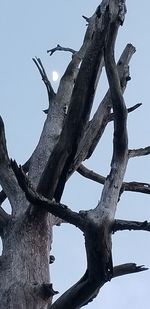 Low angle view of bare tree against clear blue sky