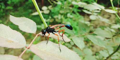 Close-up of insect on leaf