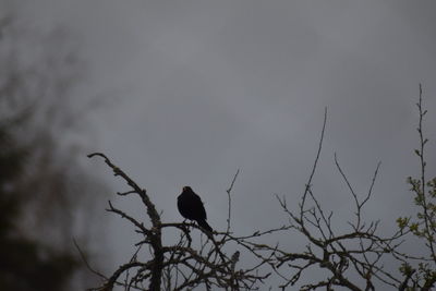 Low angle view of bird perching on branch