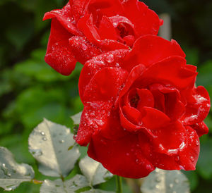 Close-up of wet red rose