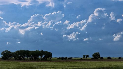 Trees on field against sky