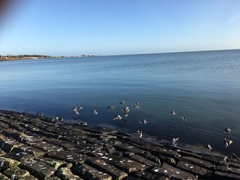 Birds flying over sea against sky