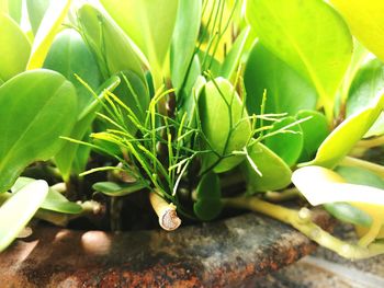 Close-up of succulent plant