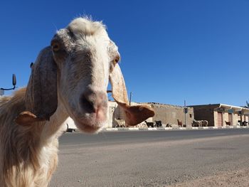 Portrait of a goat against clear blue sky