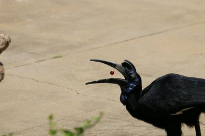 Close-up of bird perching outdoors