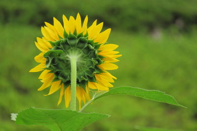 Close-up of fresh sunflower blooming outdoors