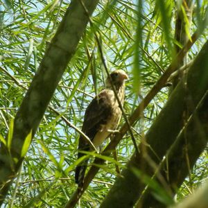 Low angle view of birds perching on tree