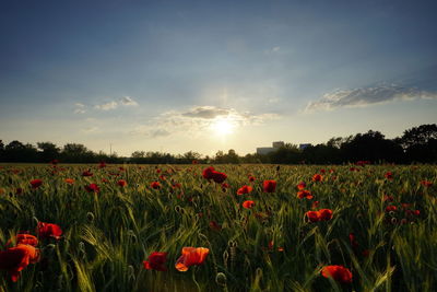 Plants growing on field against sky during sunset